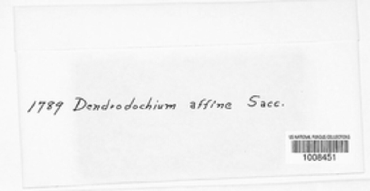 Dendrodochium affine image